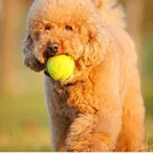 Dog Tennis Ball Toy Balls Dog Tennis Ball / Dog Toy Tennis Ball / Dog Squeaky Tennis Balls