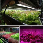 School For USA And Canada High School Project Tower Plant Led Indoor Grow Light For Gardening Hydroponic