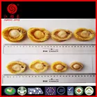 Abalone Abalone 2015 Canned Seafood Products Seasoning Abalone Can 400g Solids:160g/14PCS
