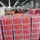 Apple Wholesale Prices Fresh For Sale Exporter In China Fruit Fuji Apple