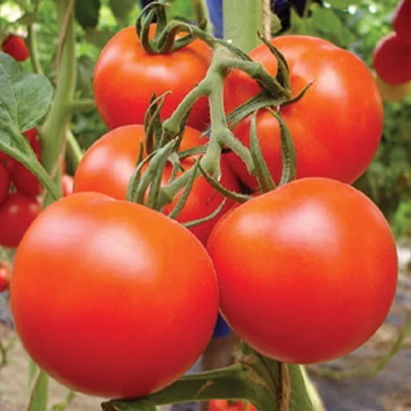 Unlimited growth hybrid tomato seeds Israel