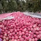 Fuji Apple Fujiapple Chinese Fuji Price Fuji Apple Fresh Apple