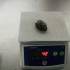 Abalone Abaloneabalone Good Quality Hot Sale Fresh Frozrn Half Shell Abalone