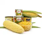Corn Corn Canned Corn Canned Sweet Kernel Corn Fresh Corn