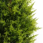 Tree Decoration High Quality Customized UV Resistant Decorate Boxwood Artificial Tree