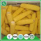 Yellow Corn Yellowcorn Corn IQF Frozen Sweet Yellow Corn Cut
