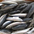 Sea Mackerel X16 Sea Frozen Pacific Mackerel For Selling Chub Mackerel Fish Scomber Japonicus