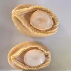 Abalone Abalone Abalone Canned Abalone For Sale 170g