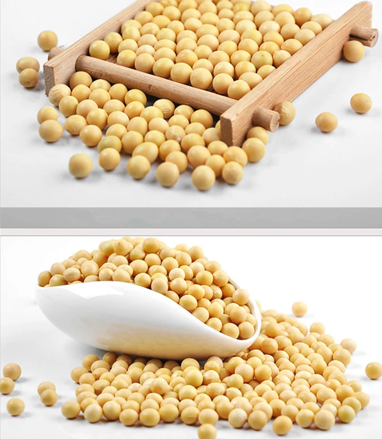 China factory supply bulk soybean seed dried cheap soybeans for sale