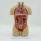 Model Biology Model Human Torso Model 45cm Height 16 Parts