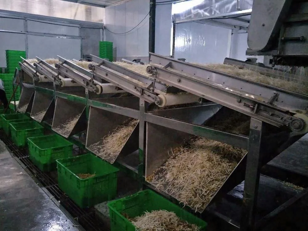 Commercial Industrial Automatic Mung Green Bean Sprout Peeling Cleaning Machine Fruit & Vegetable manufacture