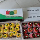 Pepper Sweet Fresh Yellow Color Pepper Of New Crop 2017 China Origin