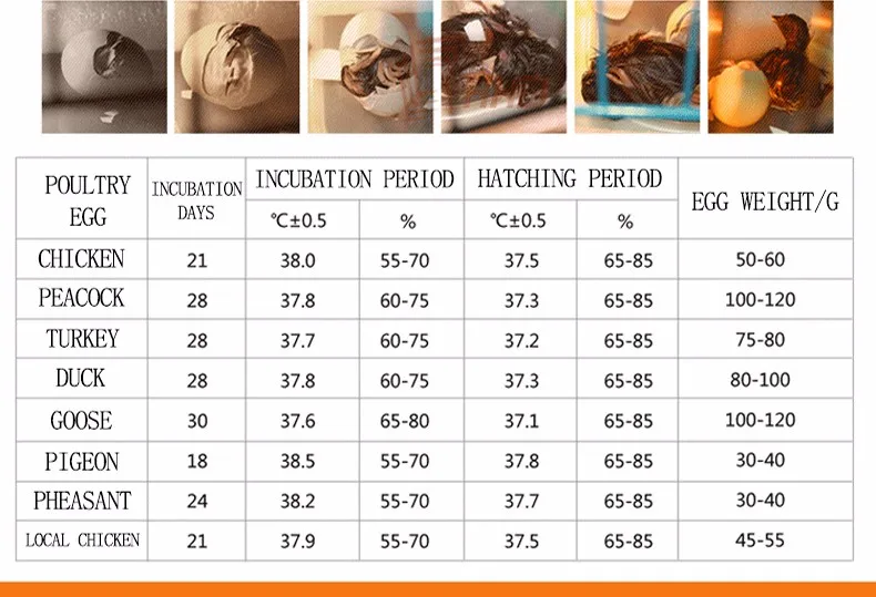 Eggs Chickenduck Incubator Controller, HHD, Xm-18 - detail 18