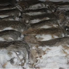 Rabbit Fur Rabbit Rabbit Skin 100% Genuine Rabbit Fur Rabbit Pelt For Sale