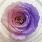 Roses Preserved Roses Multicolor Everlasting Roses Real Preserved Roses