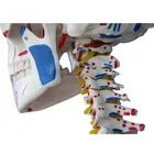 Skeleton Skeleton With Muscles And Ligaments 180cm Tall