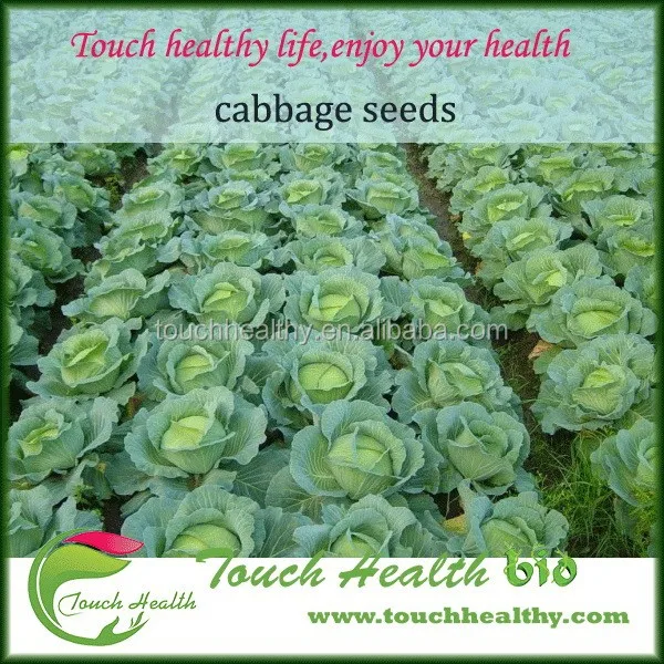 2021 touchhealthy supply vegetable seeds/chinese cabbage seeds