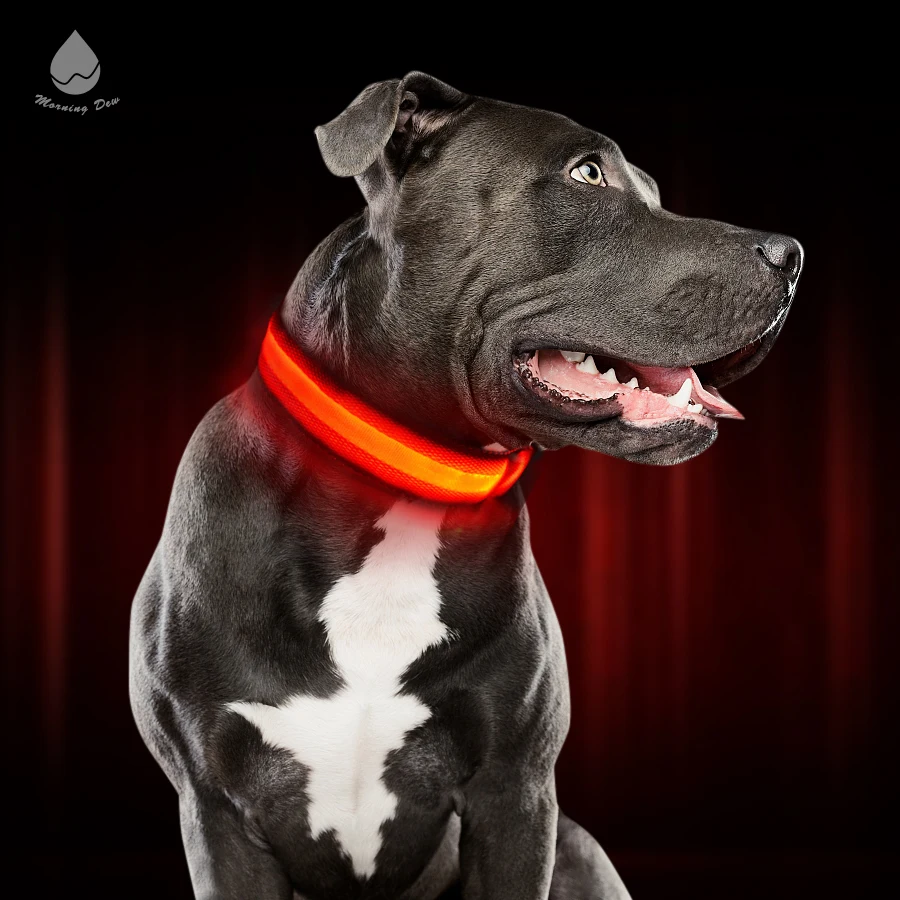 dog with led collar