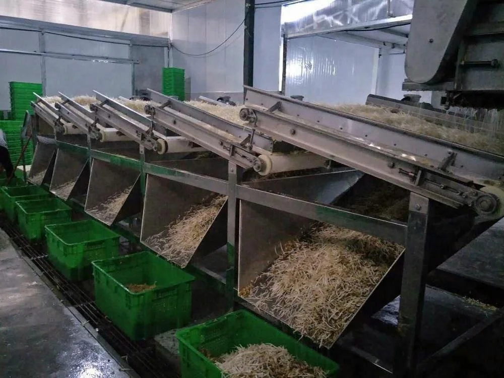 Commercial Industrial Automatic Mung Green Bean Sprout Peeling Cleaning Machine Fruit & Vegetable factory