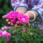 Supply Bulk Beauty Factory Supply Bulk Rose Corolla For Tea/ Chinese Flower Tea For Skin Beauty