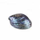 Abalone Shell Shell Wholesale Polished Abalone Shell Paua Jewelry