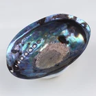 Abalone Shell 10*14cm Natural Polished Abalone Shell And 16*23cm Natural Craft Seashell