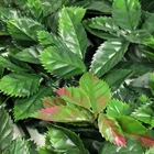 Plant Decoration Plants Artificial 50*50cm Backdrop Waterproof Artificial Plant Boxwood Hedge For Decor