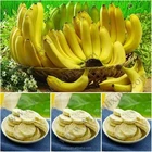 Banana Freeze Dried Organic Freeze Dried Banana Sliced