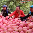 Fuji Apples Fujiapple Wholesale China Fresh Red Fuji 65# Apples