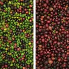 Coffee Processing Coffee Beans CCD Color Sorter Machine Coffee Processing Machinery