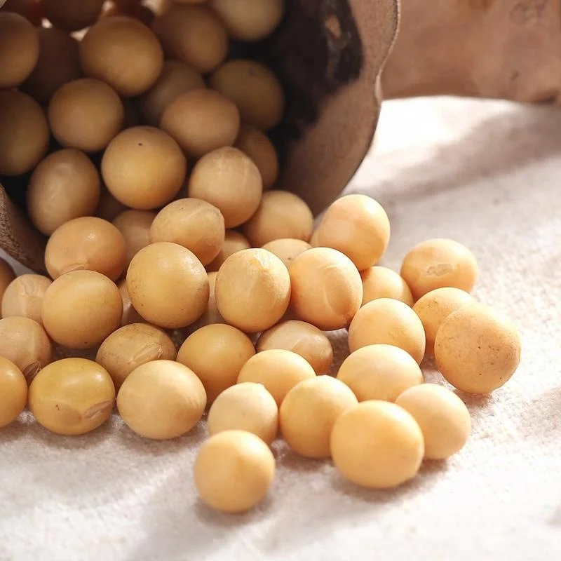 China factory supply bulk soybean seed dried cheap soybeans for sale