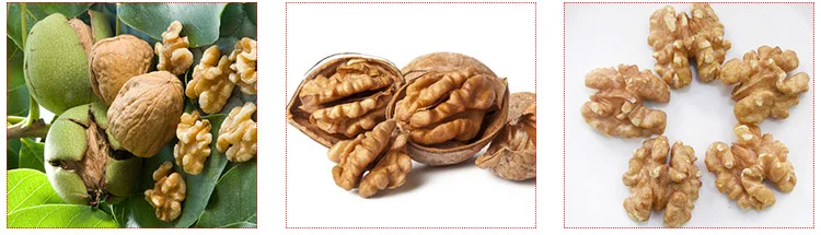 Cashew/Macadamia Nut Shelling Color Sorter Processing Machine Macadamia Nut Cracker manufacture