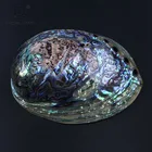 Abalone Shell Polish China Abalone Paua Shell Nail Art Polish Shell Paper Nature Shell Paper