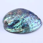 Abalone Natural Aquarium Landscape Crafts Raw Abalone Shell