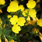 Plant Capsules Economical Prices Plant Source Linolenic Acid Evening Primrose And Starflower Oil Capsules