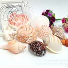 Decor Decor New Products Sea Theme Natural Colorful Shells Starfish Sea Decoration