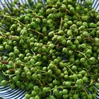 Green Green Trustworthy China Manufacturer Supply 2020 New Products Food Condiment Green Sichuan Peppercorn