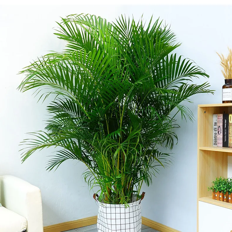 Shanghai Herbary Supply High Quality Areca Palm Tree Seeds Buy Tree Peony Seeds Areca Palm Plants Areca Palm Tree Product On Alibaba Com