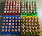 Egg Tray Tray Stackable Plastic Tray Hot Sale Stackable Egg Tray Plastic Egg Tray In Color With Free Sample