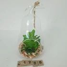 Glass Plant Glass Terrarium Plant Home Decorative Clear Borosilicate Glass Flower Vase Plant Terrarium