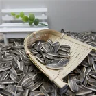 Oil Sunflower Seeds Exclusively Oil Sunflower Seeds For Oil GF4