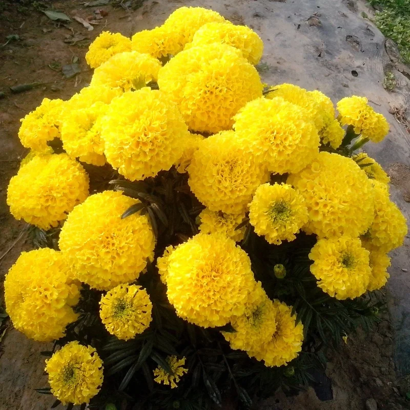 High Quantity Hybrid Gold Marigold Flower Seeds Tagetes Erecta L Seeds For Growing Miracle Buy Hybrid Marigold Seeds Fresh Cut Marigold Flowers Marigold Flower Seed Product On Alibaba Com