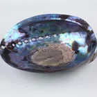 Abalone Shell Natural Aquarium Landscape Crafts Raw Abalone Shell