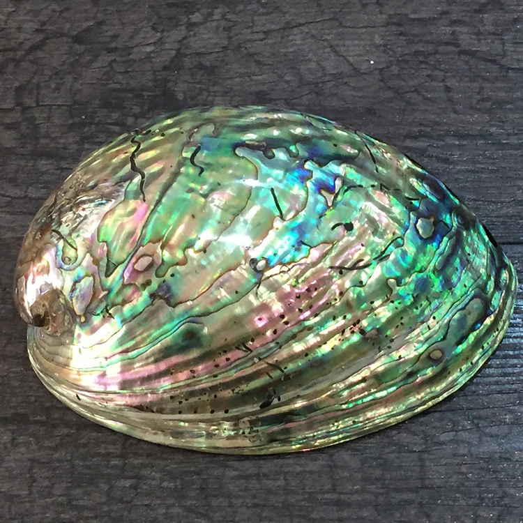 LARGE ABALONE SHELL OTHER SIZES AVAILABLE NOW SALE SALE 