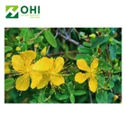 Factory Extract Pure Free Samples St Johns Wort Extract Low Price St John's Wort P.e.