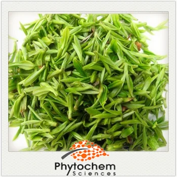 Hot sale matcha green tea extract/Camellia Sinensis O. Ktze. extract/Lv Cha green tea powder