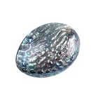 Abalone 50-60mm Natural Polished Abalone Shell Natural Craft Seashell