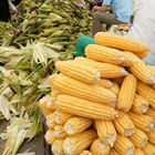 Corn Canned Corn Canned Sweet Corn 340g