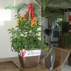 Plant Box Plant Box Auto Watering System Injection Hydroponics Glaze Plastic Plant Box