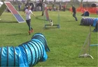 Dog Training Outdoor Dog Training Equipment Aigility Dog Tunnel